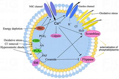 Role of Eryptosis in Hemorrhagic Stroke